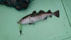 マダラの釣果