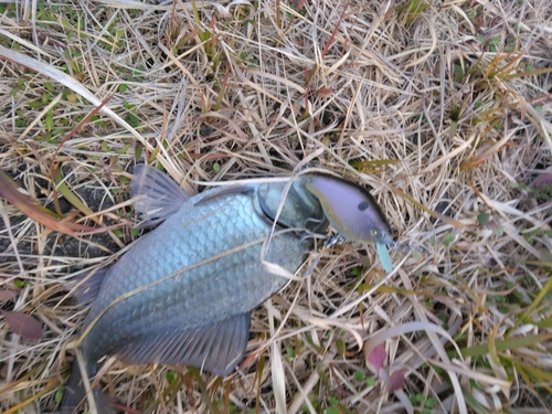 ヘラブナの釣果