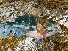 アオブダイの釣果