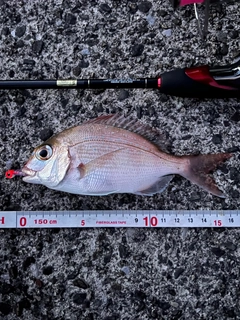 マダイの釣果