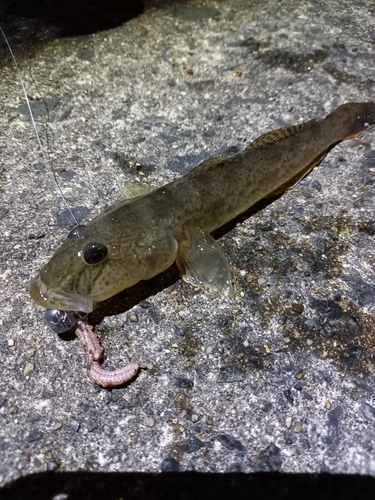 ハゼの釣果