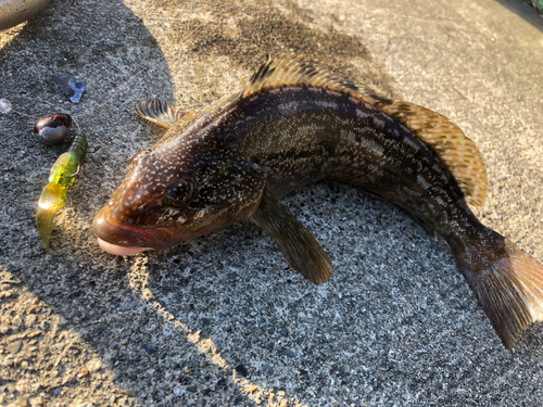 アイナメの釣果