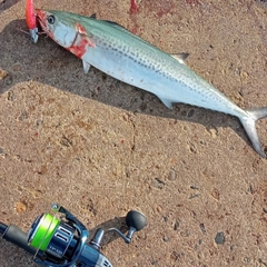 サゴシの釣果