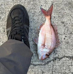 マダイの釣果