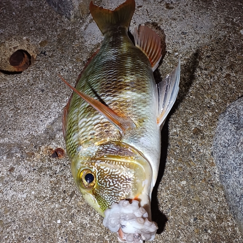 イソフエフキの釣果