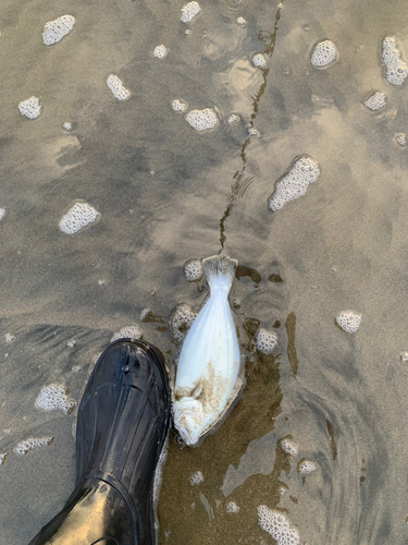 ソゲの釣果