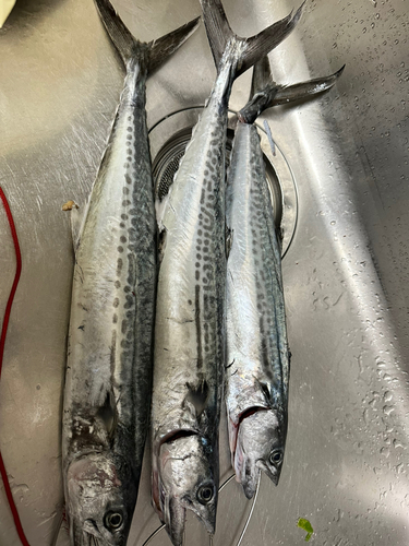 サゴシの釣果