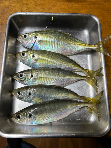 アジの釣果