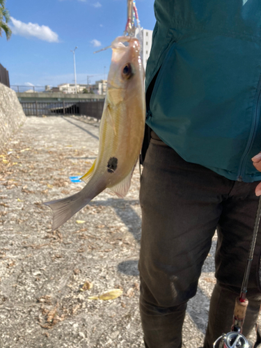 ヤマトビーの釣果