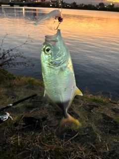 メッキの釣果