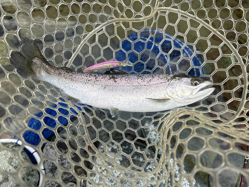 サクラマスの釣果