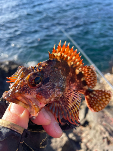 ガシラの釣果