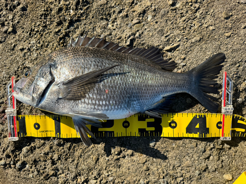 チヌの釣果