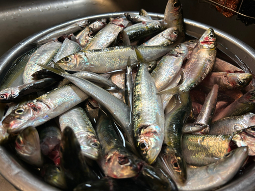 カタボシイワシの釣果