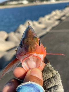 ヒメフエダイの釣果