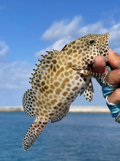 カンモンハタの釣果