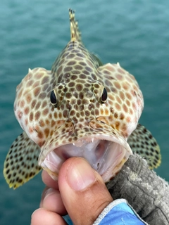 カンモンハタの釣果