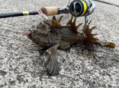 オニオコゼの釣果