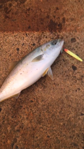 ハマチの釣果