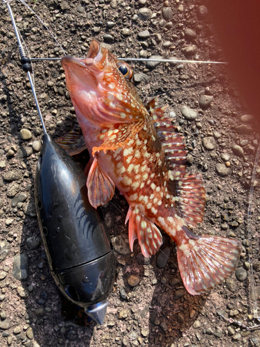 カサゴの釣果