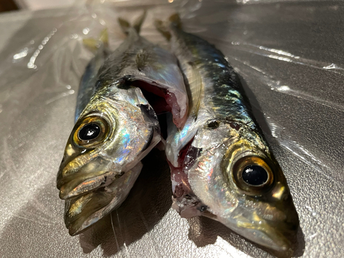 アジの釣果