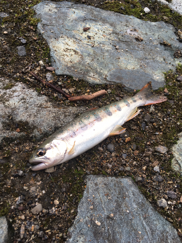 アマゴの釣果