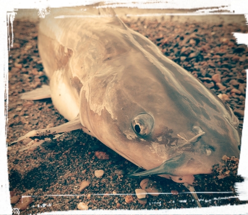 アメリカナマズの釣果