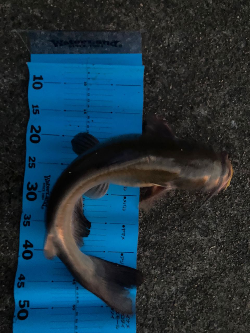 アメリカンキャットフィッシュ