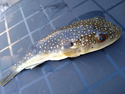 クサフグの釣果