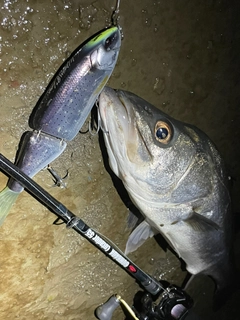 シーバスの釣果