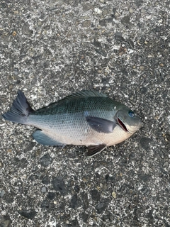 メジナの釣果