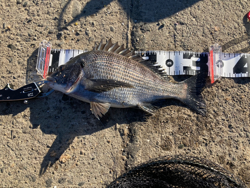 チヌの釣果