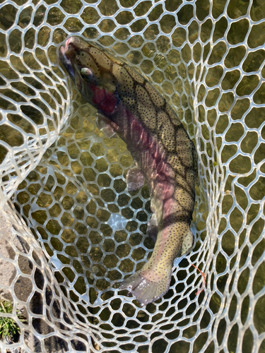 ニジマスの釣果