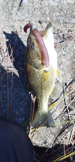 ラージマウスバスの釣果