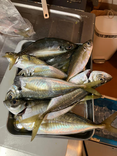 アジの釣果