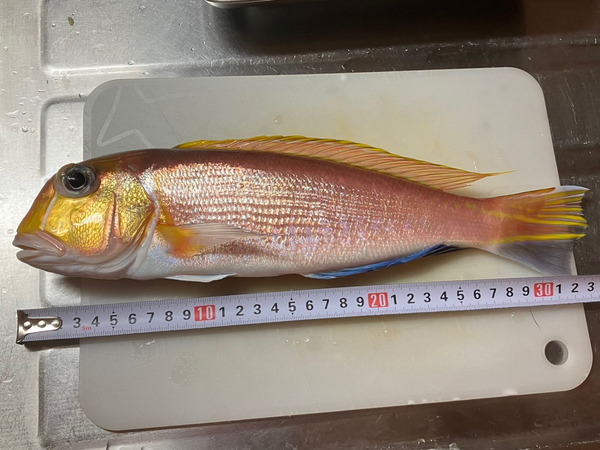 ンイチさんの釣果 1枚目の画像