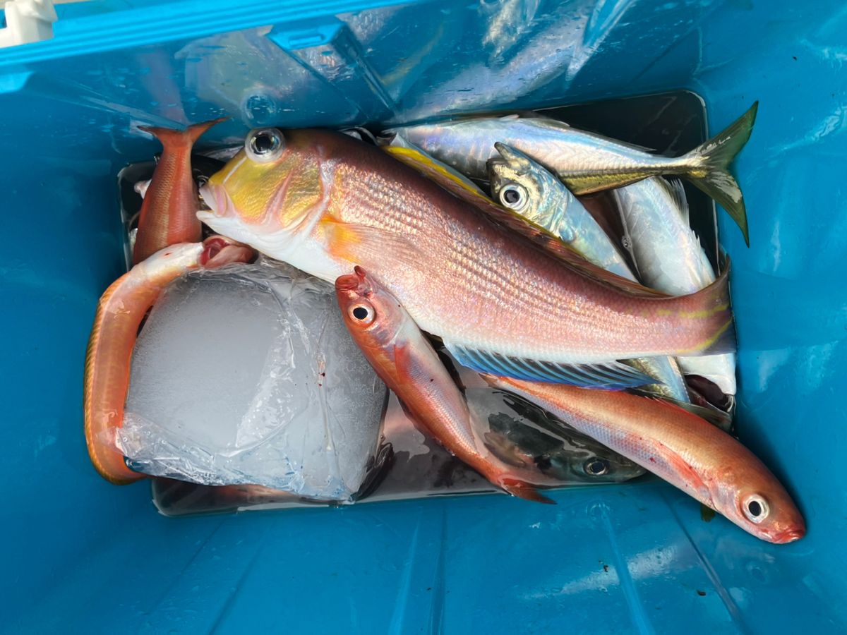 ンイチさんの釣果 2枚目の画像