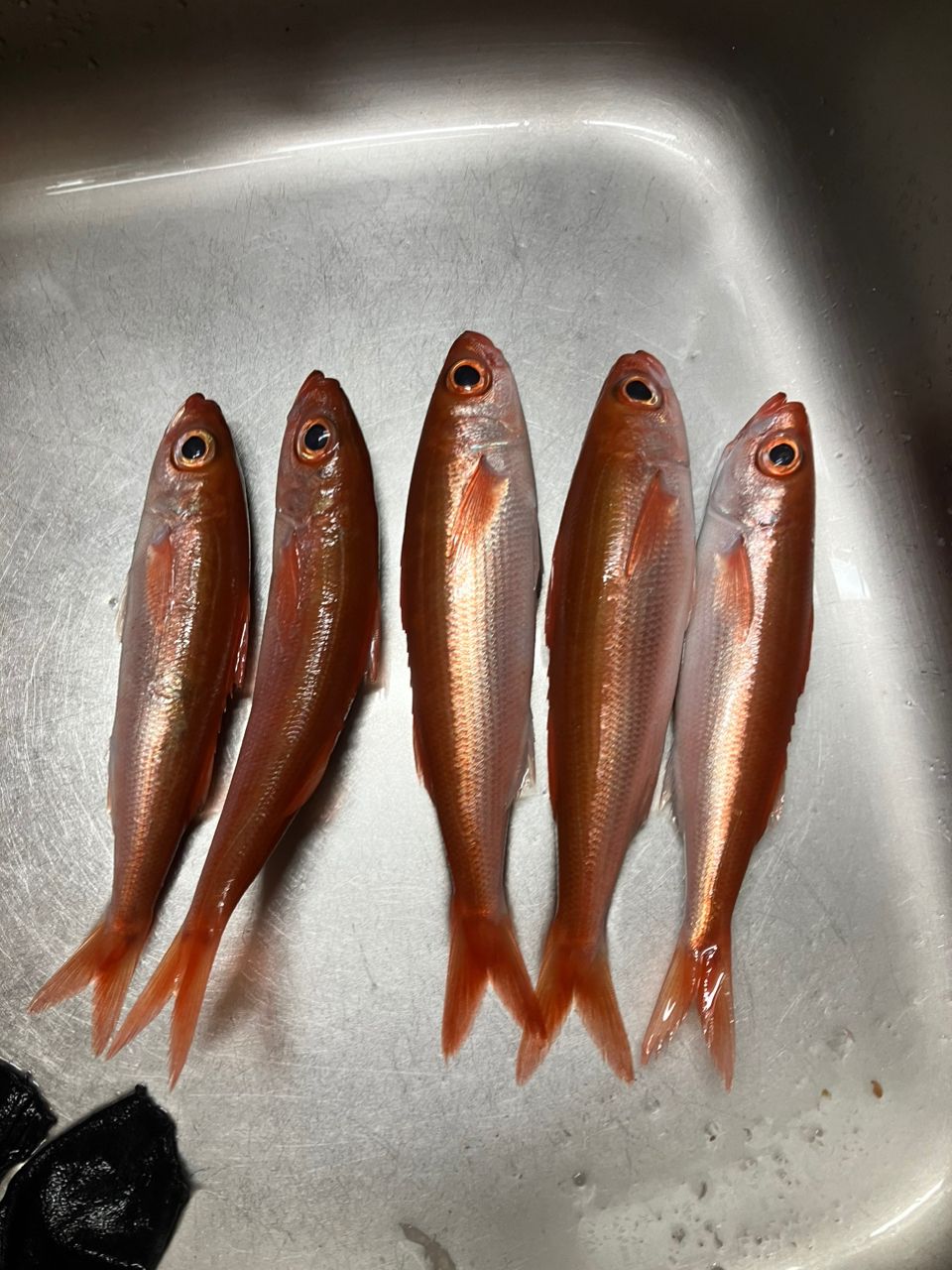 ンイチさんの釣果 1枚目の画像