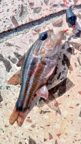 ヤライイシモチの釣果