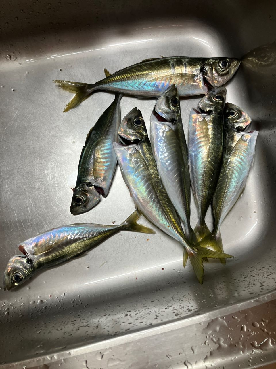 ンイチさんの釣果 1枚目の画像