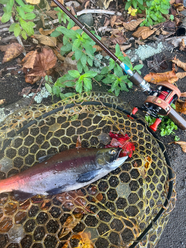 ヒメマスの釣果