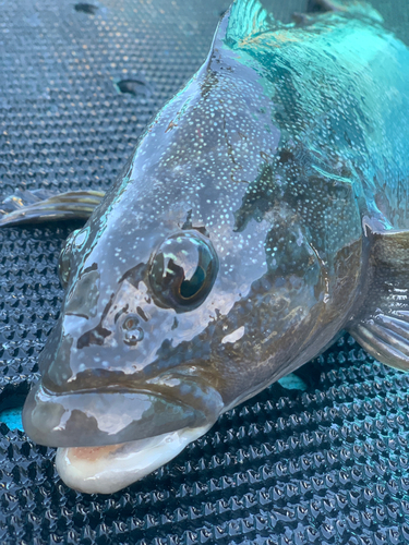 アイナメの釣果