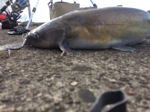 アメリカナマズの釣果