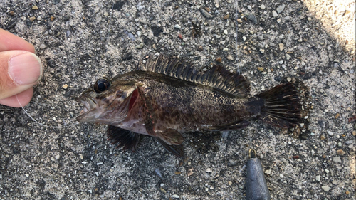 ムラソイの釣果