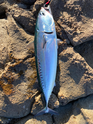 カツオの釣果