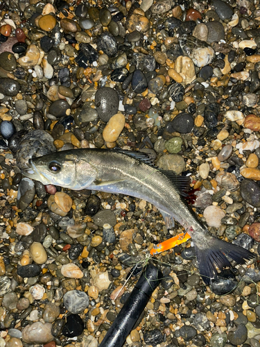 セイゴ（マルスズキ）の釣果