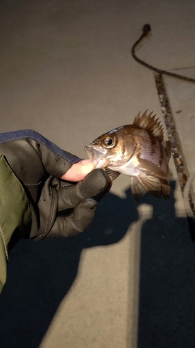 メバルの釣果