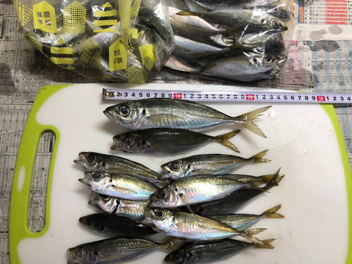 アジの釣果