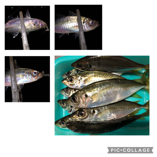 アジの釣果