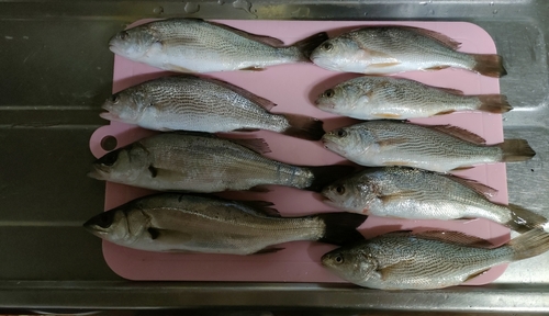 イシモチの釣果